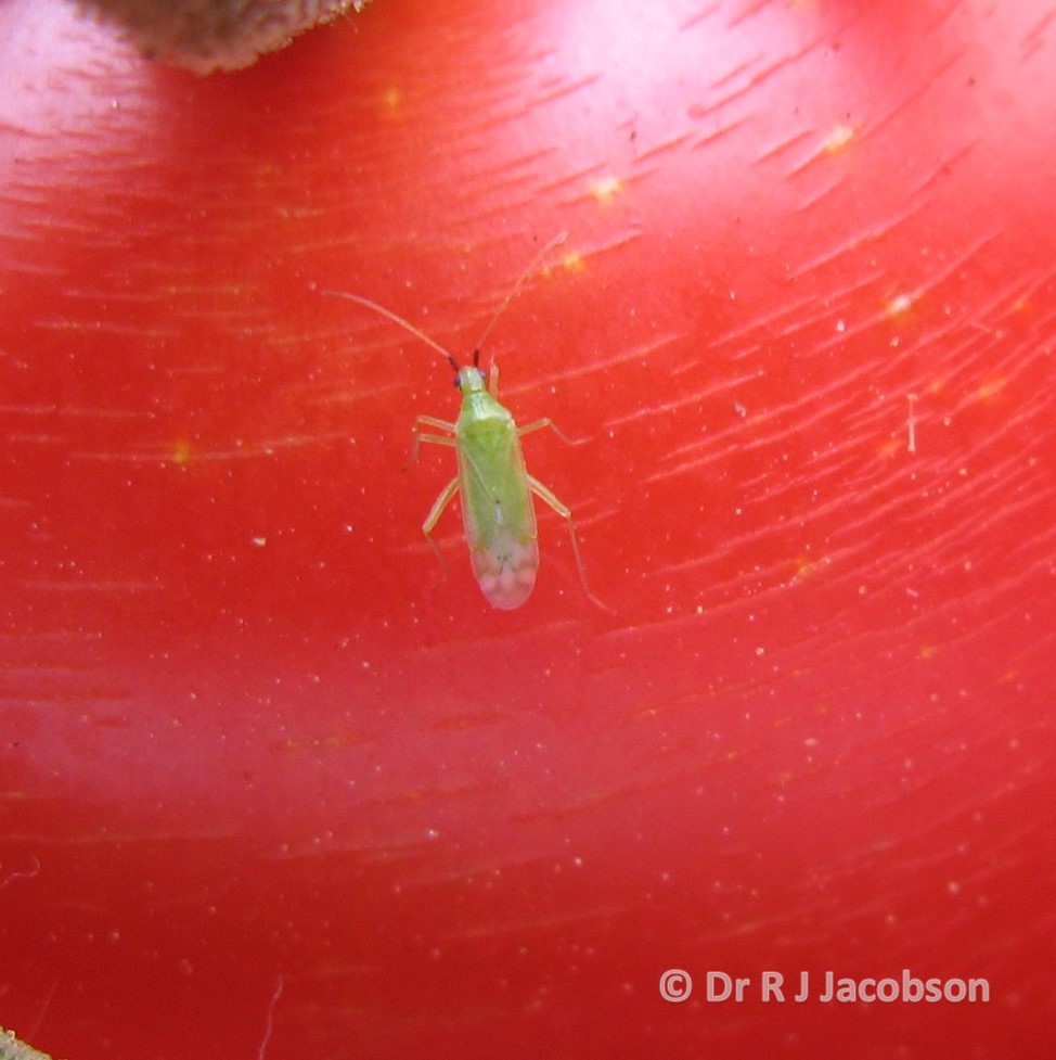 Macrolophus. Copyright of Dr R J Jacobson (RJC Ltd).